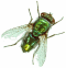 A great metallic-green blowfly